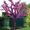 Judas Tree Seeds (Cercis siliquastrum) - Mediterranean Redbud Tree Seeds - Fast Growing, Hardy - Image 1