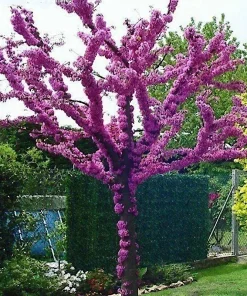 Judas Tree Seeds (Cercis siliquastrum) - Mediterranean Redbud Tree Seeds - Fast Growing, Hardy - Image 1