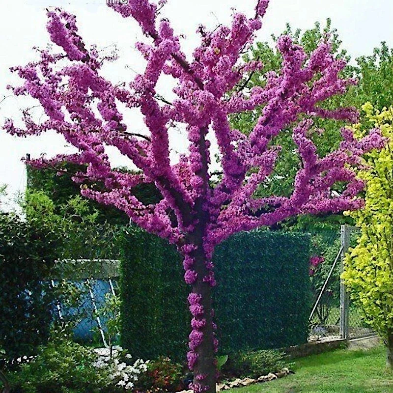 Judas Tree Seeds (Cercis siliquastrum) - Mediterranean Redbud Tree Seeds - Fast Growing, Hardy - Image 1