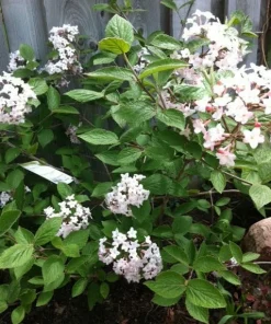 Juddi Viburnum Live Plant – Fragrant Spring Blooms, Purple Fall Foliage, 2.5