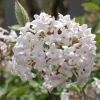 Juddi Viburnum Live Plant – Fragrant Spring Blooms, Purple Fall Foliage, 2.5" Pot - Image 1