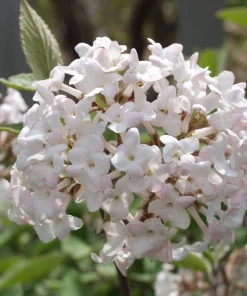 Juddi Viburnum Live Plant – Fragrant Spring Blooms, Purple Fall Foliage, 2.5