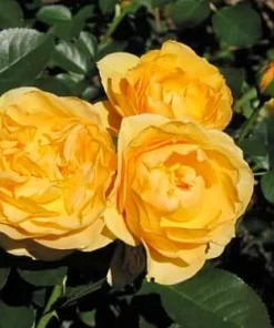 Julia Child Rose Bush - Live Plant - Butter Yellow Floribunda Rose - 4 inch Pot - Outdoor - Image 2