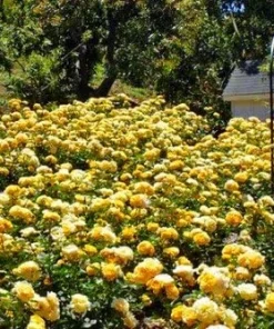 Julia Child Rose Bush - Live Plant - Butter Yellow Floribunda Rose - 4 inch Pot - Outdoor - Image 3