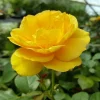 Julia Child Rose Bush - Live Plant - Butter Yellow Floribunda Rose - 4 inch Pot - Outdoor - Image 1