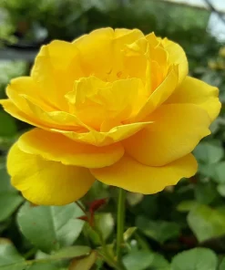Julia Child Rose Bush - Live Plant - Butter Yellow Floribunda Rose - 4 inch Pot - Outdoor - Image 1