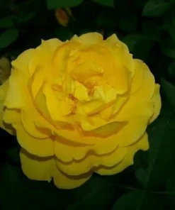 Julia Child Rose Bush - Live Plant - Butter Yellow Floribunda Rose - 4 inch Pot - Outdoor - Image 5