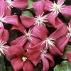 Julia Correvon Clematis Live Plant – Pink, 2.5" Pot – Outdoor Vine - Image 1