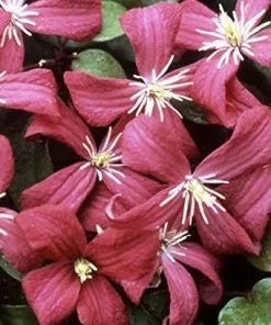 Julia Correvon Clematis Live Plant – Pink, 2.5