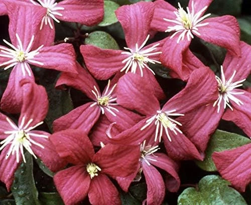 Julia Correvon Clematis Live Plant – Pink, 2.5" Pot – Outdoor Vine - Image 1