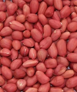 Jumbo Peanut Seeds 50+ for Planting - Non-GMO Heirloom Vegetable Seeds - Image 1