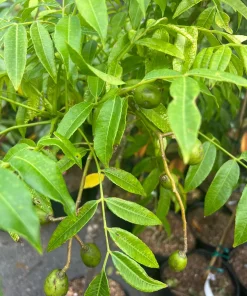 June Plum Dwarf, Ambarella Fruits, Jewel Plums in 10" Pot, Kedondong, No Ship to HI - Image 2