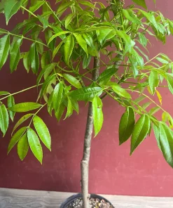 June Plum Dwarf, Ambarella Fruits, Jewel Plums in 10