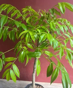 June Plum Dwarf, Ambarella Fruits, Jewel Plums in 10
