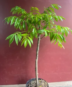 June Plum Dwarf, Ambarella Fruits, Jewel Plums in 10