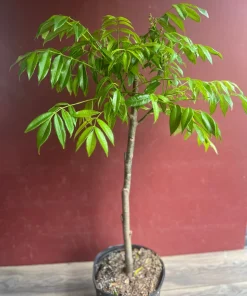 June Plum Dwarf, Ambarella Fruits, Jewel Plums in 10