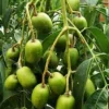 June Plum Dwarf, Ambarella Fruits, Jewel Plums in 10" Pot, Kedondong, No Ship to HI - Image 1