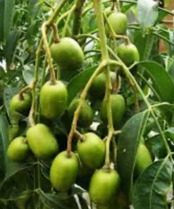 June Plum Dwarf, Ambarella Fruits, Jewel Plums in 10