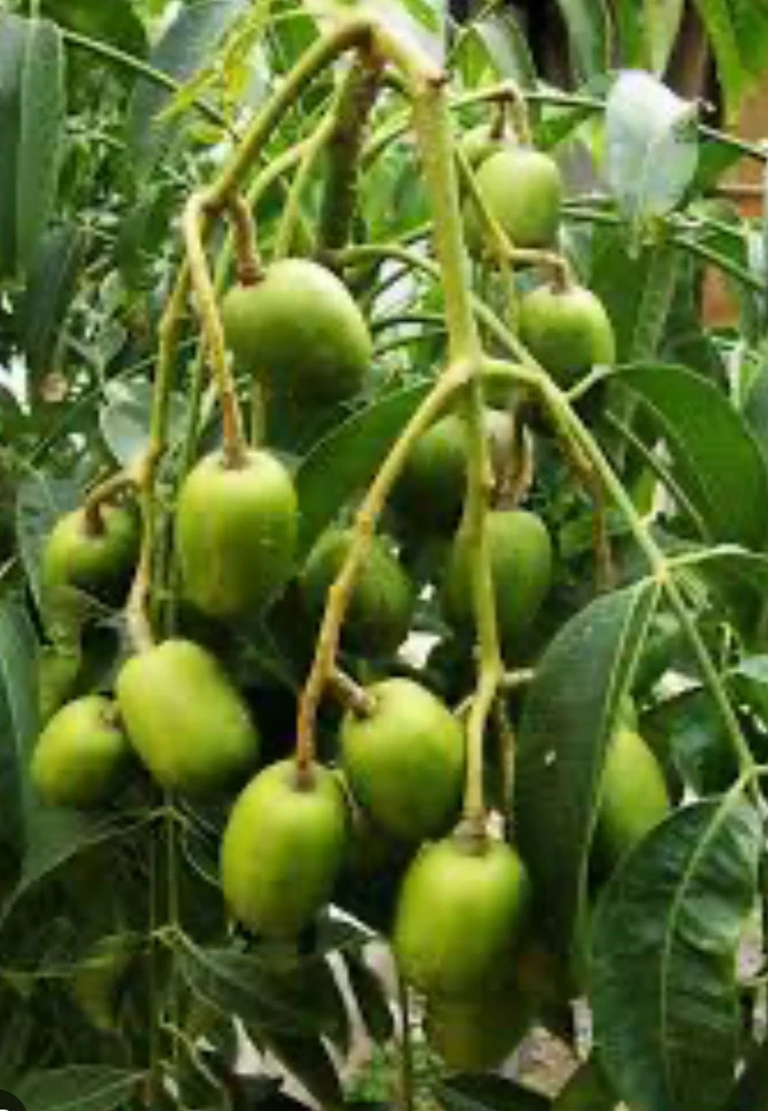 June Plum Dwarf, Ambarella Fruits, Jewel Plums in 10" Pot, Kedondong, No Ship to HI - Image 1