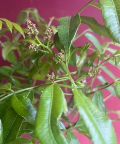 June Plum Dwarf, Ambarella Fruits, Jewel Plums in 10