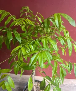 June Plum Dwarf, Ambarella Fruits, Jewel Plums in 10