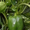 Jupiter Sweet Pepper Seeds - 20 Count - Thick Walls, Red Bell Pepper - Image 1