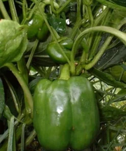Jupiter Sweet Pepper Seeds - 20 Count - Thick Walls, Red Bell Pepper - Image 1