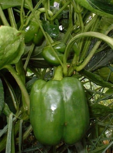 Jupiter Sweet Pepper Seeds - 20 Count - Thick Walls, Red Bell Pepper - Image 1