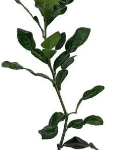 Kaffir Lime Tree - Live Plant - Fruit Bearing - 5 inch Pot - Indoor/Outdoor - Image 2