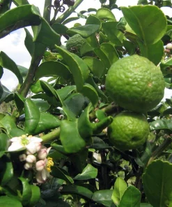Kaffir Lime Tree - Live Plant - Fruit Bearing - 5 inch Pot - Indoor/Outdoor - Image 3