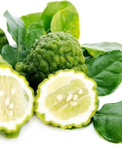 Kaffir Lime Tree - Live Plant - Fruit Bearing - 5 inch Pot - Indoor/Outdoor - Image 4