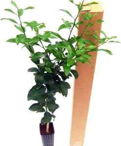 Kaffir Lime Tree - Live Plant - Fruit Bearing - 5 inch Pot - Indoor/Outdoor - Image 5
