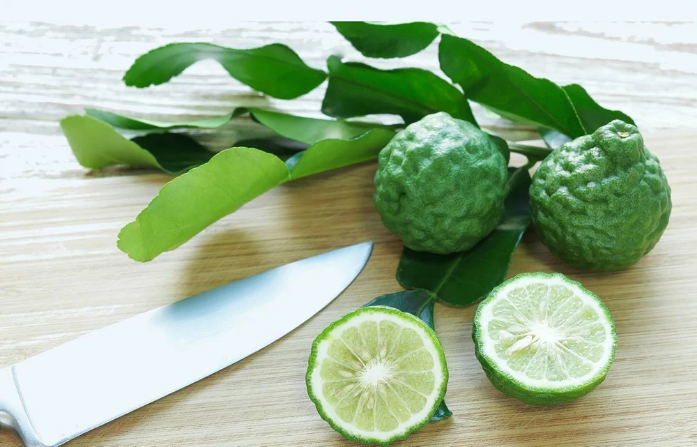 Kaffir Lime Tree - Live Plant - Fruit Bearing - 5 inch Pot - Indoor/Outdoor - Image 1