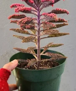 Kalanchoe Pink Butterflies Seeds - Rare Mother of Thousands Succulent - 25 Seeds - Image 3