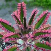 Kalanchoe Pink Butterflies Seeds - Rare Mother of Thousands Succulent - 25 Seeds - Image 1