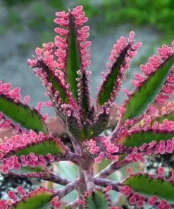 Kalanchoe Pink Butterflies Seeds - Rare Mother of Thousands Succulent - 25 Seeds - Image 1