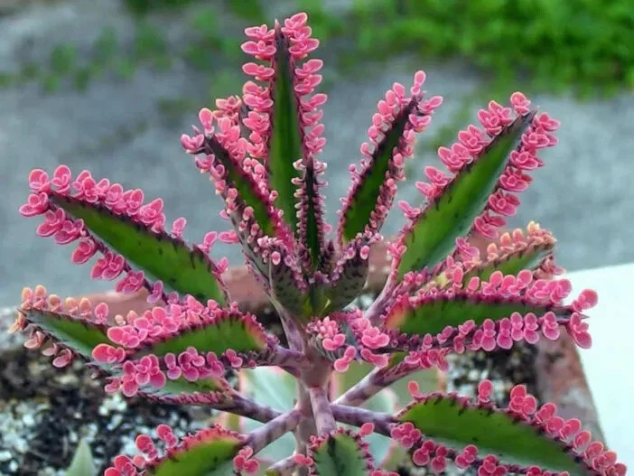 Kalanchoe Pink Butterflies Seeds - Rare Mother of Thousands Succulent - 25 Seeds - Image 1