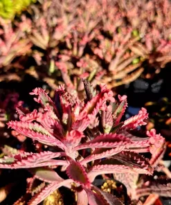 Kalanchoe Pink Butterflies Succulent Seeds - Pink Mother of Thousands - 15+ Seeds - Image 2