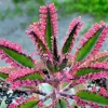 Kalanchoe Pink Butterflies Succulent Seeds - Pink Mother of Thousands - 15+ Seeds - Image 1