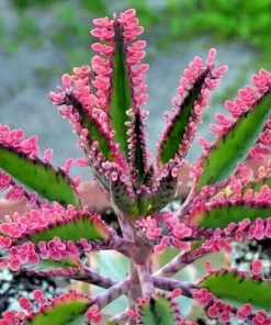 Kalanchoe Pink Butterflies Succulent Seeds - Pink Mother of Thousands - 15+ Seeds - Image 1