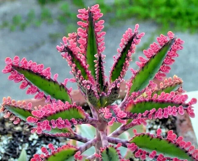 Kalanchoe Pink Butterflies Succulent Seeds - Pink Mother of Thousands - 15+ Seeds - Image 1