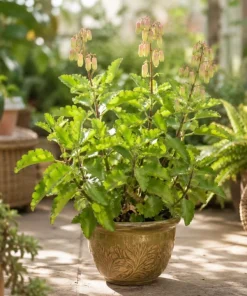Kalanchoe Pinnata Live Plant - Leaf of Life Succulent, 4 Inch Pot, Indoor/Outdoor - Image 6