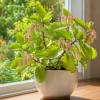 Kalanchoe Pinnata Live Plant - Leaf of Life Succulent, 4 Inch Pot, Indoor/Outdoor - Image 1