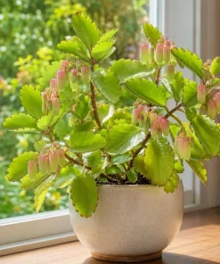 Kalanchoe Pinnata Live Plant - Leaf of Life Succulent, 4 Inch Pot, Indoor/Outdoor - Image 1
