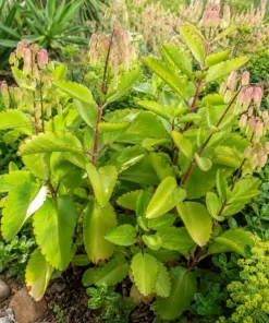 Kalanchoe Pinnata Live Plants - Leaf of Life Succulent, 2-Pack, 4 Inch Pot, Indoor/Outdoor - Image 3