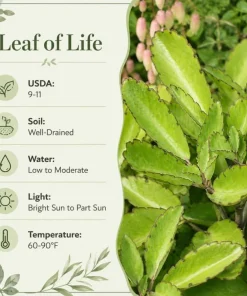 Kalanchoe Pinnata Live Plants - Leaf of Life Succulent, 2-Pack, 4 Inch Pot, Indoor/Outdoor - Image 4