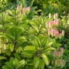 Kalanchoe Pinnata Live Plants - Leaf of Life Succulent, 2-Pack, 4 Inch Pot, Indoor/Outdoor - Image 1