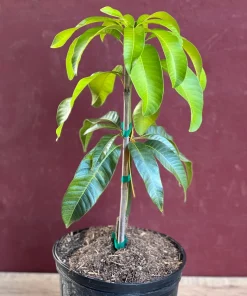 Karen Michelle Mango, grafted in 3 gallons pot, No Ship to HI - Image 2