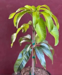 Karen Michelle Mango, grafted in 3 gallons pot, No Ship to HI - Image 3