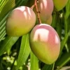 Karen Michelle Mango, grafted in 3 gallons pot, No Ship to HI - Image 1